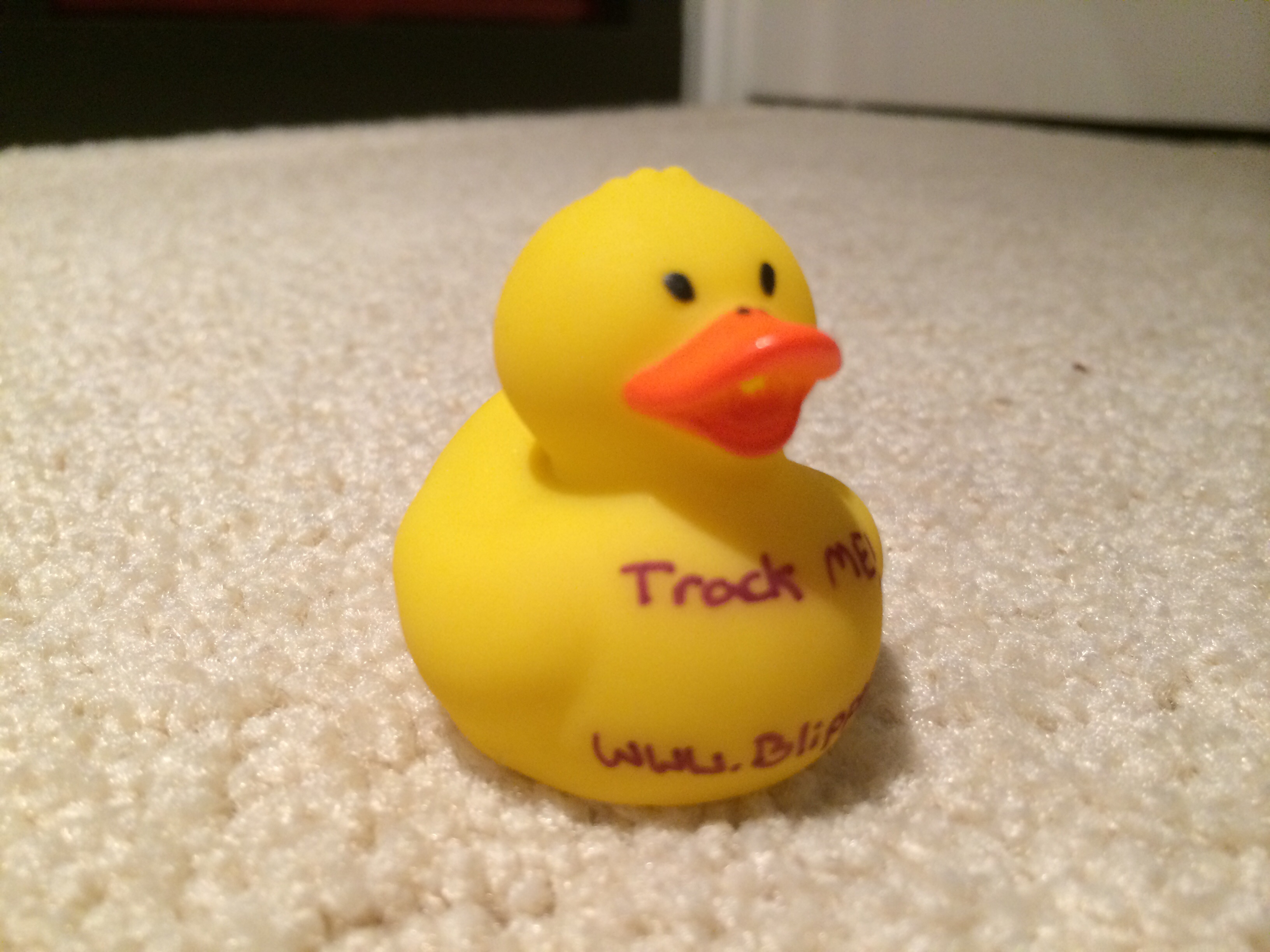 Duck